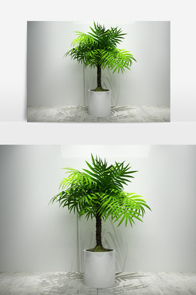 室内棕树盆栽景观植物3D模型