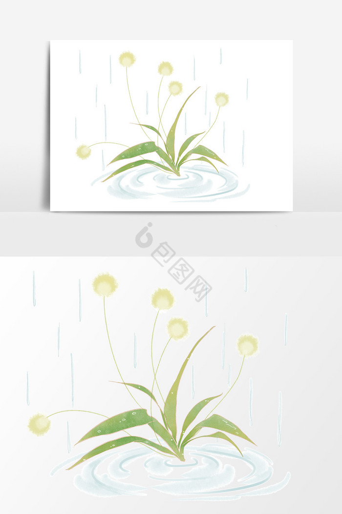 雨水植物图片