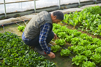 冬季在种植绿色蔬菜大棚工作的农民伯伯