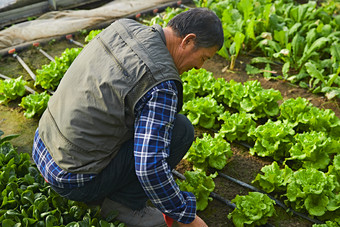 冬季在种植绿色蔬菜大棚工作的农民伯伯