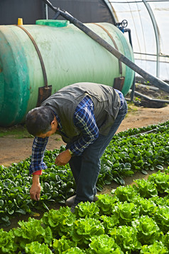 冬季在种植绿色蔬菜大棚工作的农民伯伯