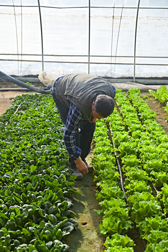 冬季在种植绿色蔬菜大棚工作的农民伯伯