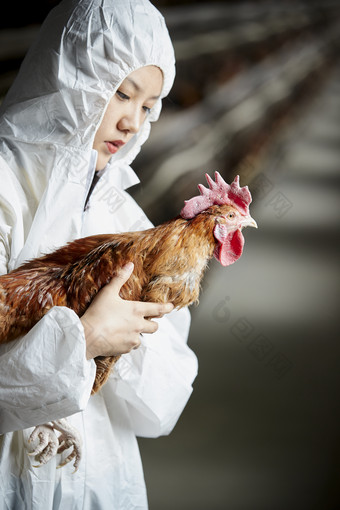 身穿防护服怀抱家禽的年轻女性饲养员