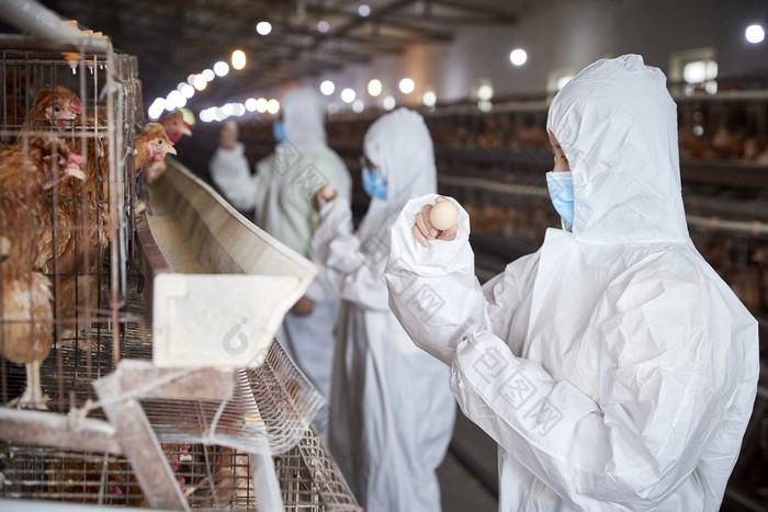 穿防护服在养鸡场认真工作的女性饲养员三人