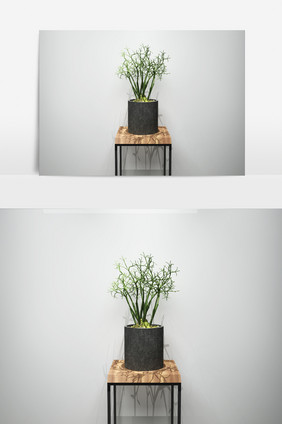 盆栽景观植物3D模型