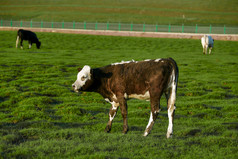 草原牧场上悠闲吃草的牛