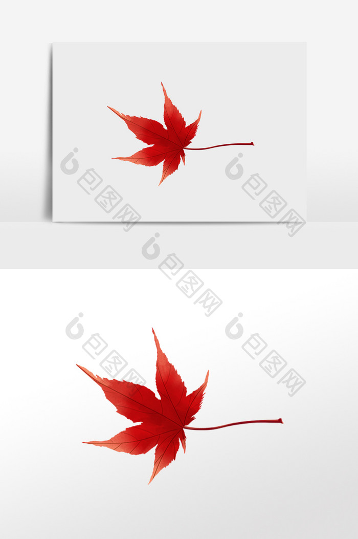 红色小清新写实枫叶手绘素材