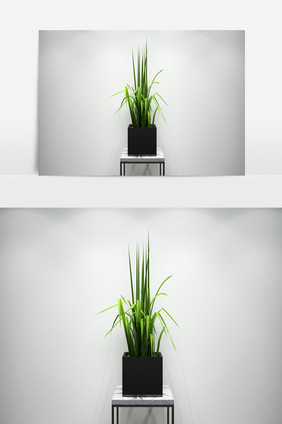 绿化景观植物3D模型