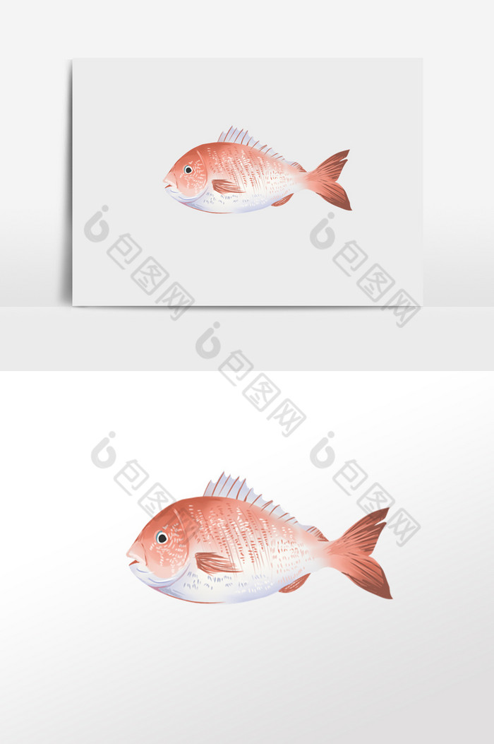 小鱼红色插画图片
