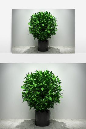 室内园艺景观植物3D模型