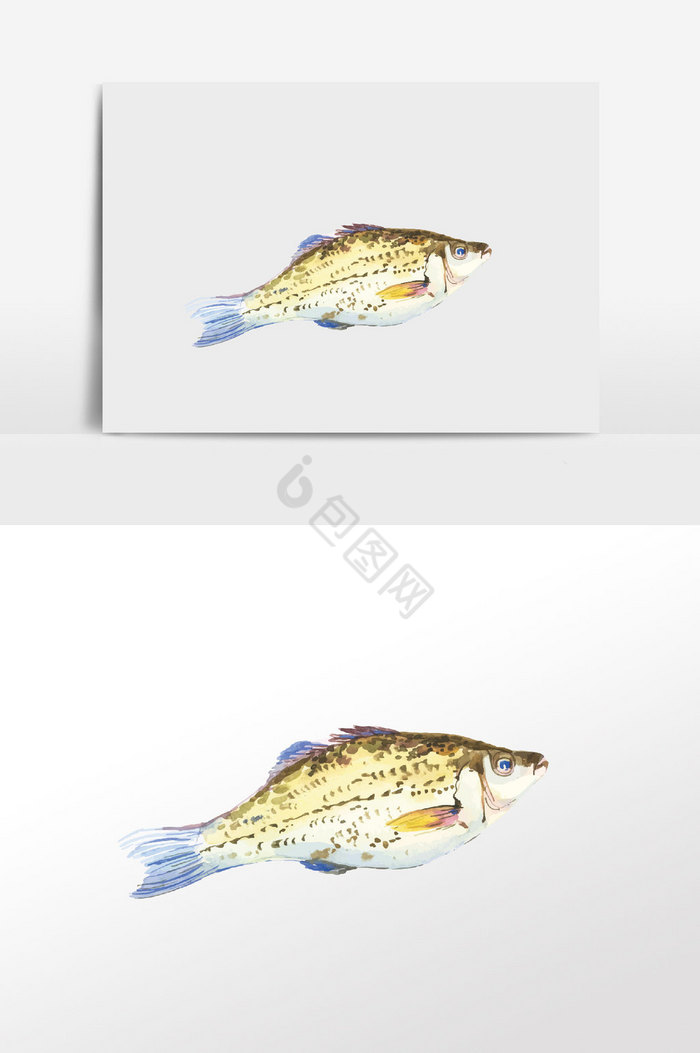 海鲜鱼类图片