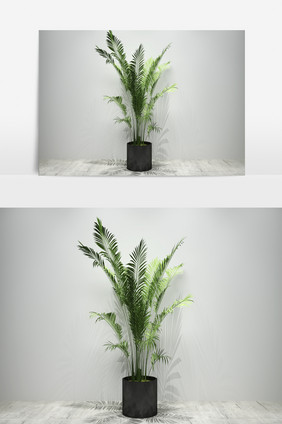 室内景观植物3D模型定制