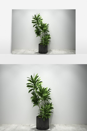 景观园艺植物3D模型