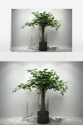 景观园艺植物定制3D模型