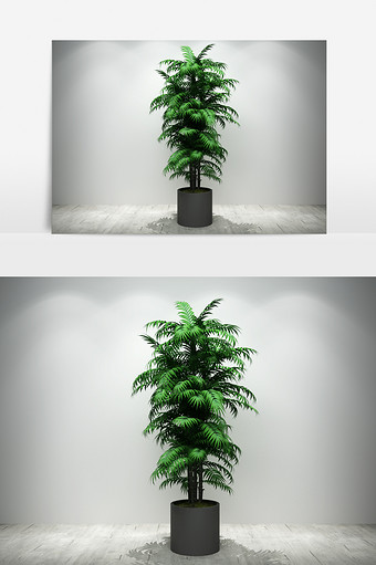 棕树园艺景观植物3D模型图片