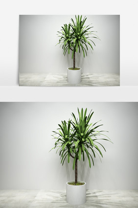 绿化园艺植物3D模型