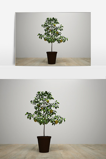 柠檬树盆栽模型图片