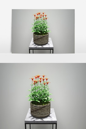 鲜花园艺3D植物模型