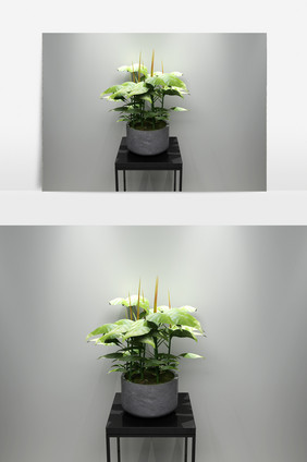 宽叶绿萝植物3D模型