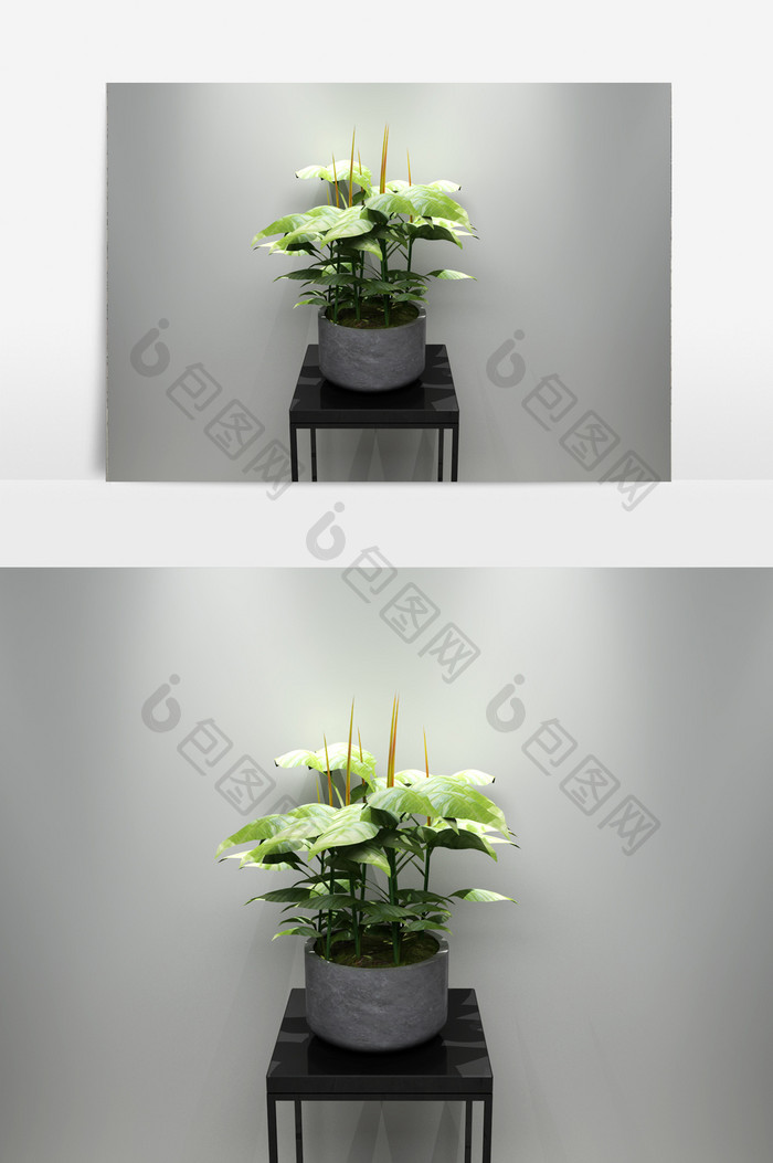 宽叶绿萝植物3D模型