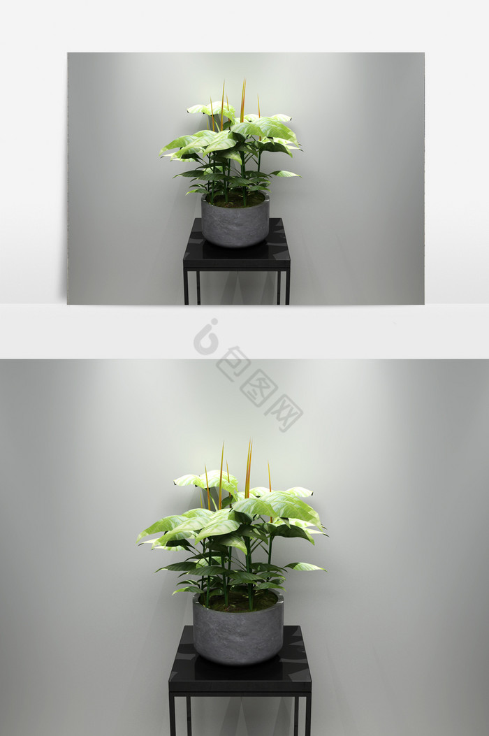 宽叶绿萝植物3D模型图片