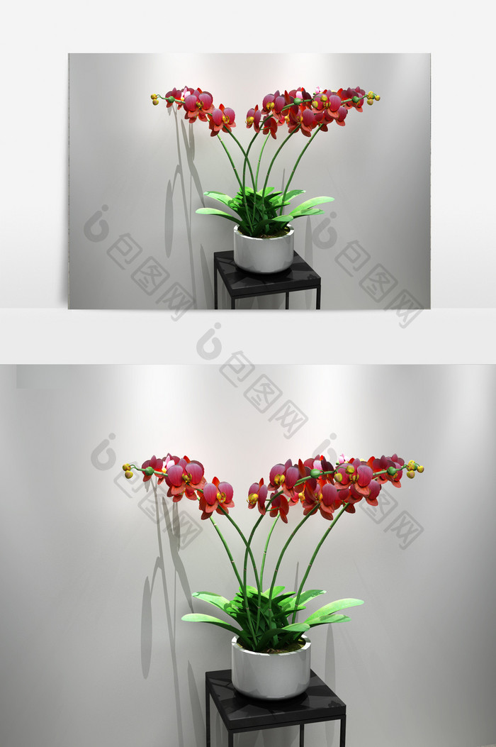 蝴蝶兰鲜花3D模型