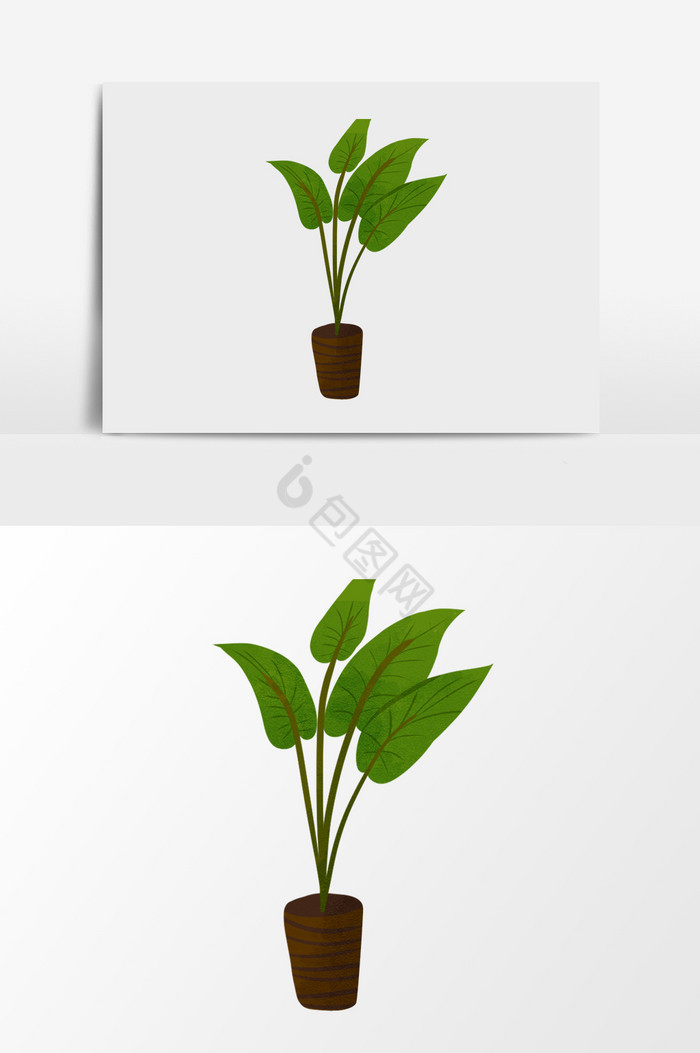 植物叶子盆栽图片