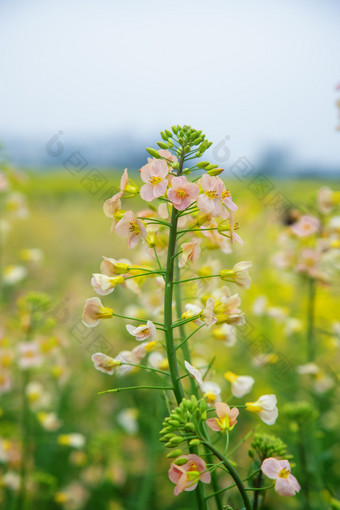 彩色油菜花