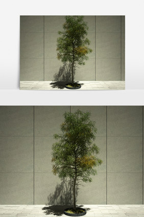 街景松柏绿化装饰植物3D模型