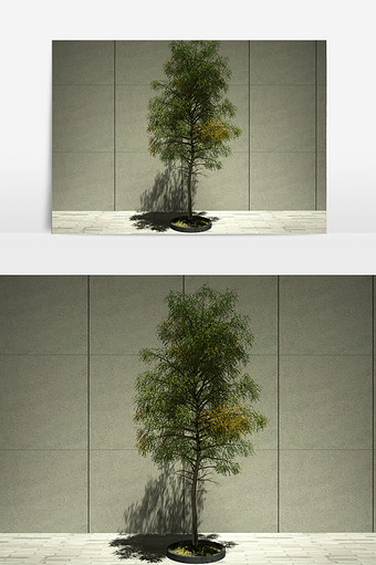 街景松柏绿化装饰植物3D模型图片