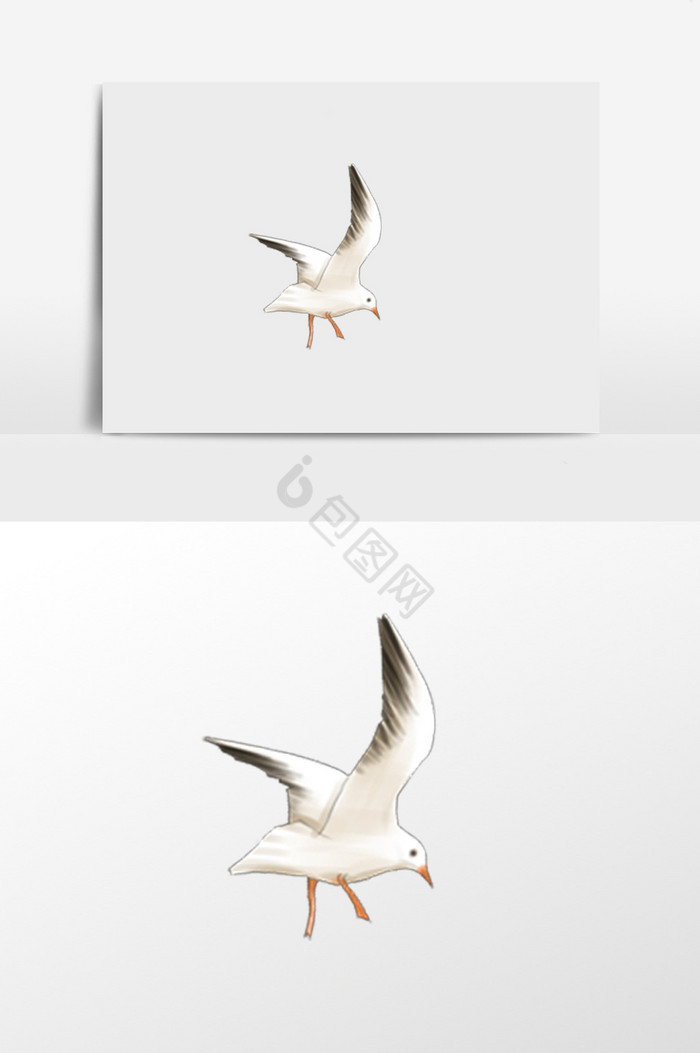 找食的海鸥插画图片