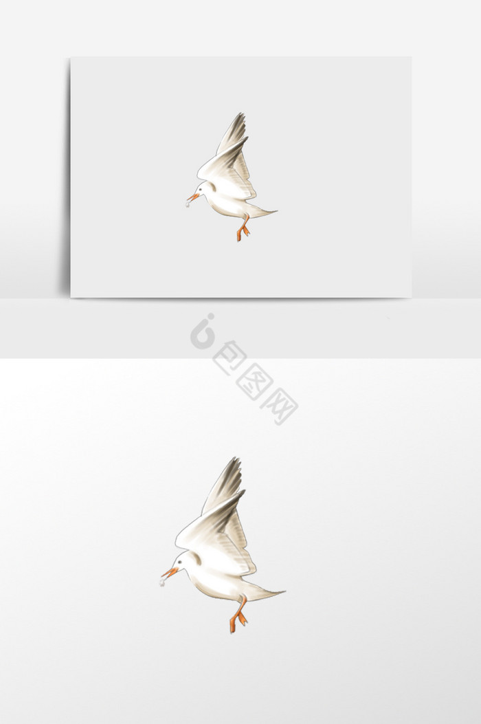 叼虫子的海鸥插画图片