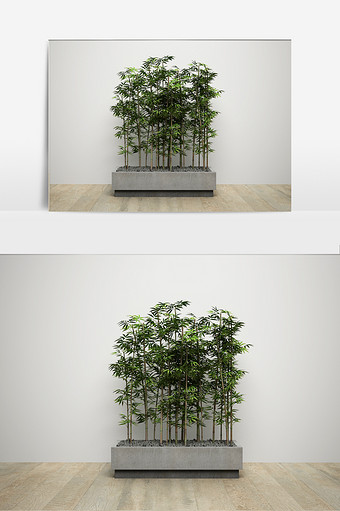 观赏竹子植物模型图片