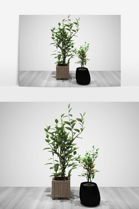 室内装饰花卉绿化植物景观3D模型