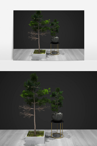 盆栽装饰植物3D模型图片