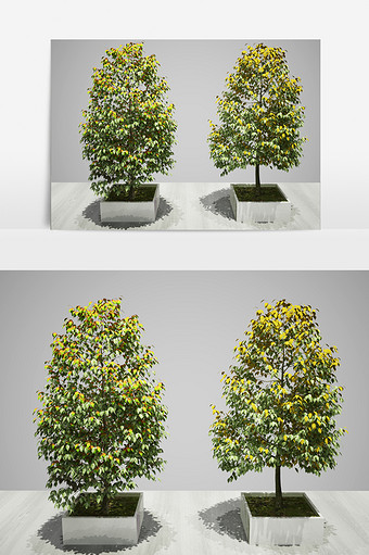 街景装饰植物3D模型图片