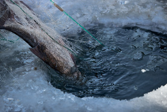 寒冷的<strong>冬季</strong>在冰冻的湖面上凿冰捕鱼