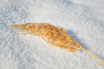 冬季积雪上的枯黄芦苇草