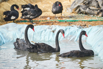 冬季在大棚内人工饲养的黑天鹅
