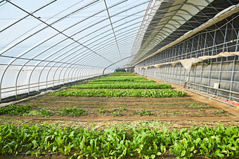 冬季里的农业种植绿色蔬菜大棚