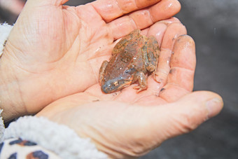 冬季雪地溪水边在人类手掌中的雪蛤林蛙