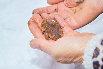 冬季雪地溪水边在人类手掌中的雪蛤林蛙