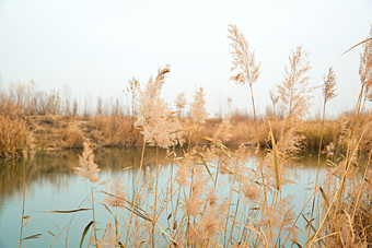 深秋初冬的荒野秋瑟湖边风景