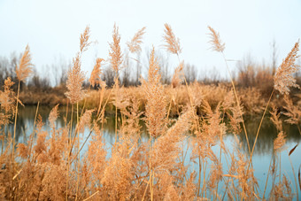 深秋初冬的荒野秋瑟湖边风景