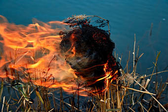 深秋湖边芦苇上燃烧的野火
