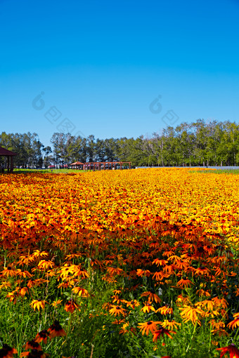 河北省沽源县库伦淖景区的花园花海