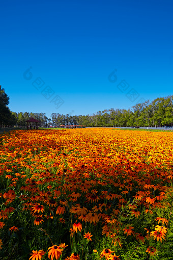 河北省沽源县库伦淖景区的花园花海