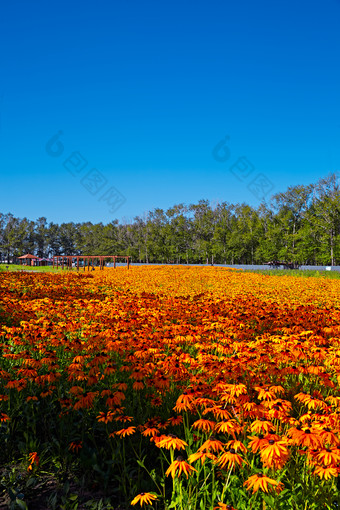 河北省沽源县库伦淖景区的花园花海