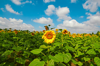 夏<strong>季</strong>户外绚丽<strong>缤纷</strong>的向日葵花田