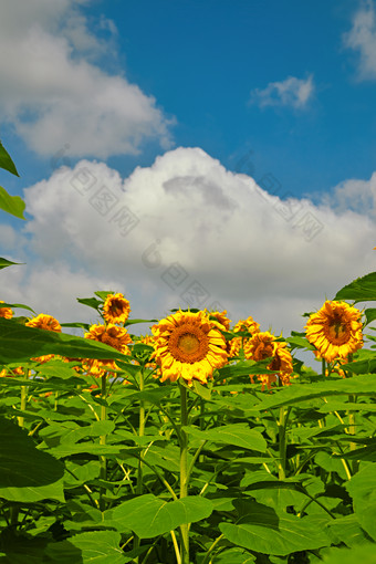 夏季户外绚丽缤纷的向日葵花田